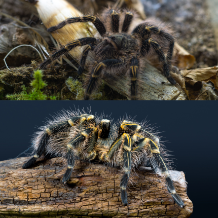 Grammostola pulchripes